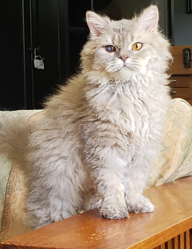 Selkirk Rex Cats And Kittens Of Chaldee Cattery North Carolina Chaldee Cattery